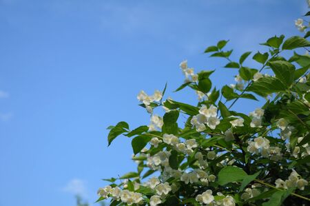 Bush with a lot of spring buds at the blue (and partially clouded) sky backgroundの写真素材