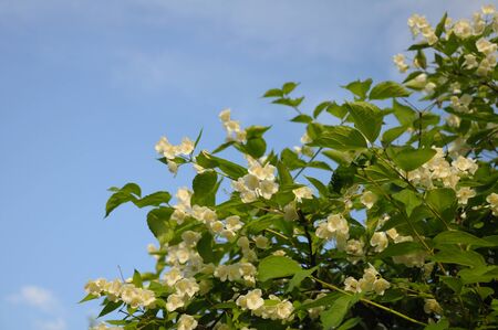 Bush with a lot of spring buds at the blue (and partially clouded) sky backgroundの写真素材