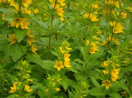 The group of small yellow flowers on a green backgroundの写真素材