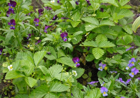 The group of blue and white flowers in the gardenの写真素材