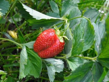 Close-up view of the strawberry on the bush in a natural sceneの写真素材