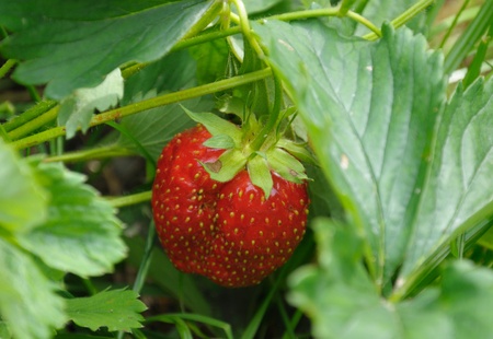 Close-up view of the strawberry and strawberry bush in a natural sceneの写真素材