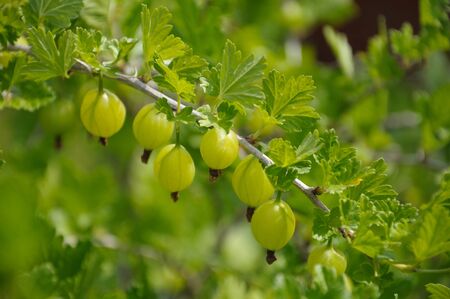Gooseberry branch with a lot of green gooseberries and leaves, shot in the middle of summerの写真素材
