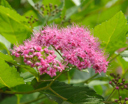 The close up view of the inflorescence of small red flowersの写真素材