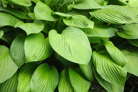 A lot of similar-looking leaves forming a uniform texture background for desctop, etc.の写真素材