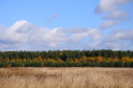 Straight lines of blue sky with clouds, green and yellow autumn trees and the line of grey meadowの写真素材