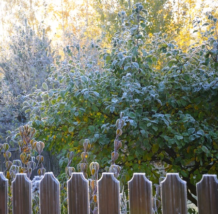 The picture shows autumn morning hoarfrost on a fence and trees in back sun lightingの写真素材