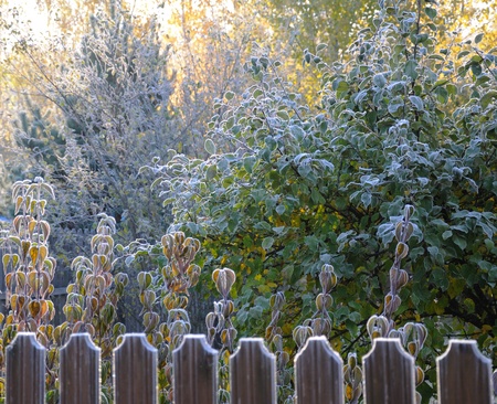 The picture shows autumn morning hoarfrost on a fence and trees in back sun lightingの写真素材