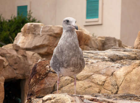 Funny and strange-looking seagull standing on the rockの写真素材