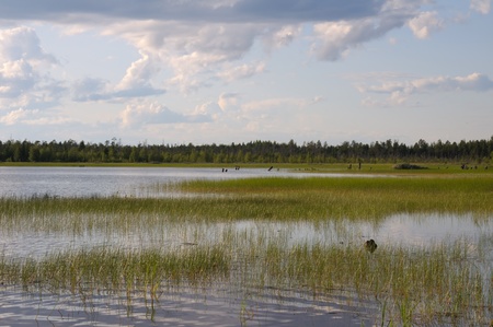 The beautiful picture of backwater at the edge of a northern lake on a cloudy sky backgroundの写真素材