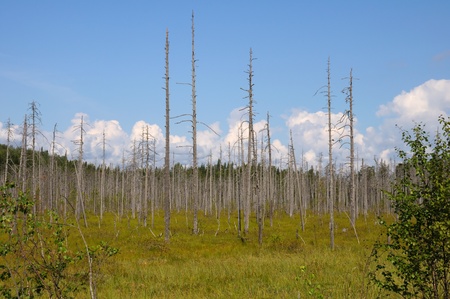 The picture of Karelian forest and flowing riverの写真素材