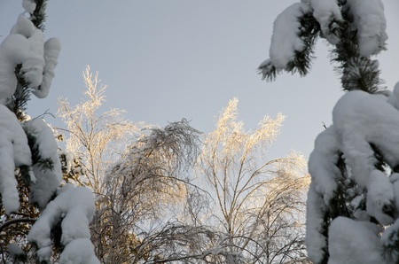 Beautiful view of the shiny and frozen winter forest after the january icy rain (at the blue sky background)の写真素材