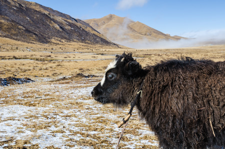 Close up view of a young yak on a highland Tibetan pasture, Tibetの写真素材
