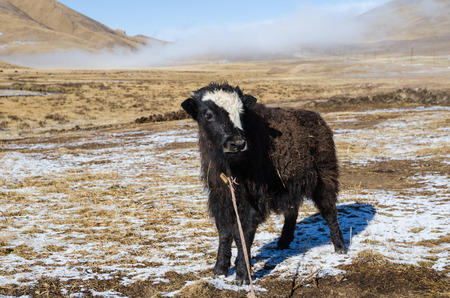 Close up view of a young yak on a highland Tibetan pasture, Tibetの写真素材