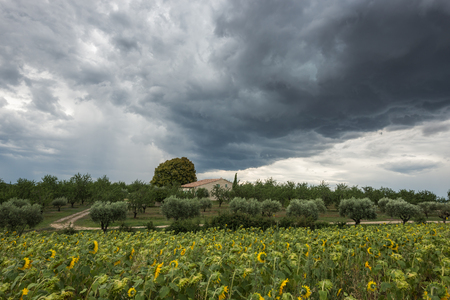 A massive threatening dark thundercloud moves over private house and sunflower fieldの写真素材