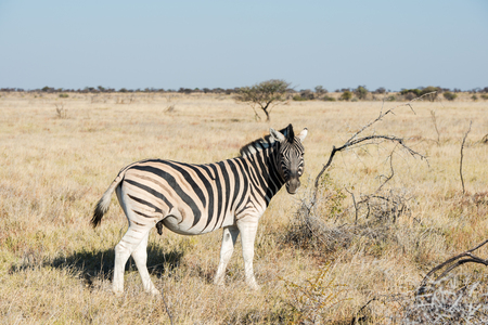 Cautious zebra is standing and looking into camera at savanna of Etosha National Park of Namibiaの写真素材