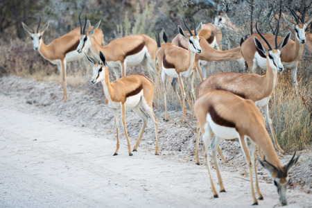 A group of Springbok antelopes is cautiously crossing a dirt road of Etosha National Park at Namibiaの写真素材