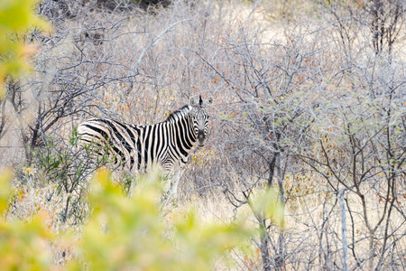 Cautious zebra is standing and looking into camera at savanna of Etosha National Park of Namibiaの写真素材
