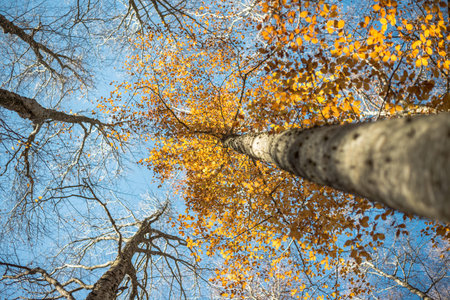 Horizontal close view of a blurred beech trunk and focused colorful golden autumn treetop on a blue...
