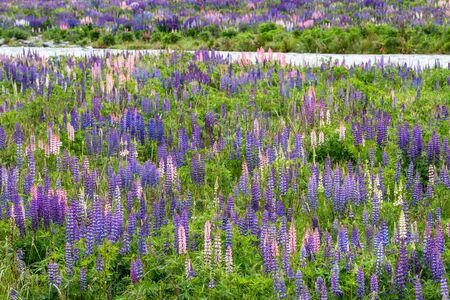 Colourful green pasture with blue lupines at the Eglinton River Valleyの写真素材