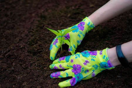 Hands in gloves planting a sprout in garden bed. Hands in colored gardening gloves. Place for text.の写真素材