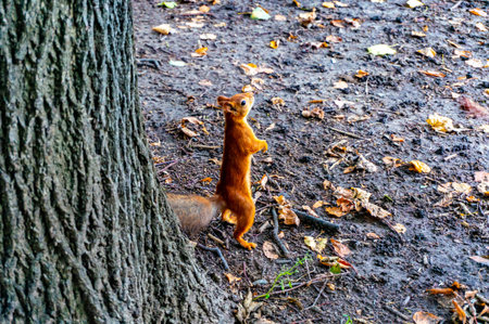 A cute red squirrel stands on its hind legs in the forest