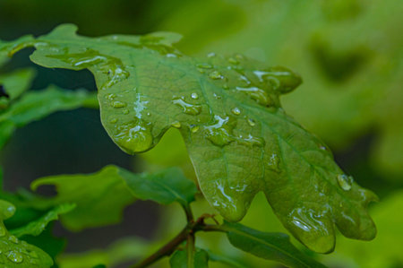 Raindrops on a green oak leaf