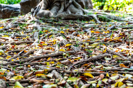 Autumn foliage on the ground between the roots of a banyan tree. green grass.