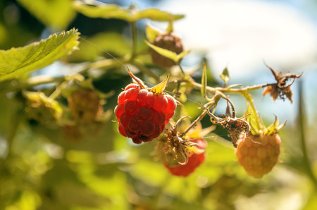 Raspberry berries on a branch against the sky. In the foreground - ripe berry of raspberry. On the average plan - unripe raspberry and foliage. On a background - foliage and the sky with clouds. Accent of attention to the foreground. Outdoors. Color. Horiの写真素材