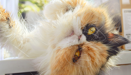 Muzzle of a three-colored cat of the Persian breed close up. The cat lies at a window. Low contrast. Prevalence of svet. Indoors. horizontal format. Color. Photo.の写真素材