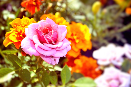 Pink rose on a bush in the park. A rose flower against the background of other flowers. Blur.Outdoors. Horizontal format. Color. Photo.の写真素材