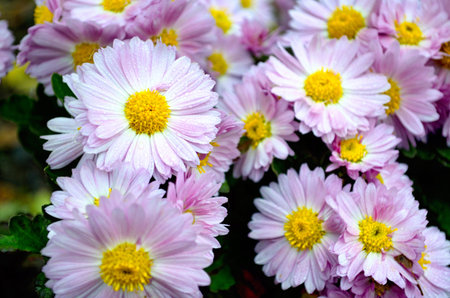 Wild flowers after a rain. Rain drops on violet petals. Outdoors. Horizontal format. Color. Photo.
