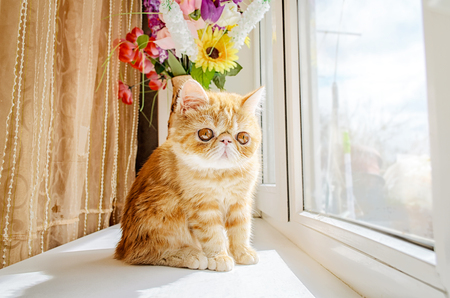 Charming red kitten at a window in the room in the sunny day. Horizontal format. Indoors. Color. Photo.の写真素材