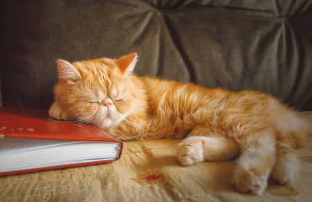 Exotic cat sleeps on the couch in the room.  Indoors  Horizontal format.  Low contrast.  Color.  Photo.の写真素材