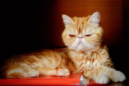 The charming kitty of exotic breed quietly sits. In the room. An animal color - red. Horizontal...