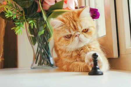 The red kitty of exotic breed touches a paw a chess pawn. Horizontal format. Indoors. Low contrast. Faded color. Photo.の写真素材