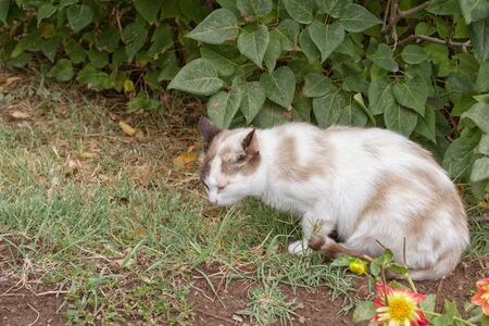 Street cat in the park.  Outdoors .Horizontal format.  Color.  Photo.の写真素材