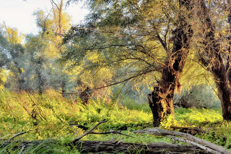 A lonely tree and a brown in the summer forest at dawn. Landscape. Outdoors. Horizontal format. Color. Photo.の写真素材