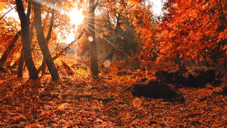 The rays of the sun break through the branches in the forest in the autumn morning. Landscape. Outdoors. Horizontal format. Color. Photo.の写真素材