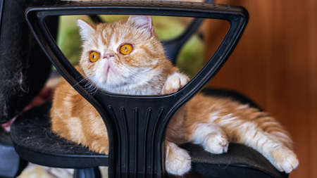 The cat of the breed is exotic in a room on a chair to work at a computer. Indoors. Horizontal format. Color. Photo.の写真素材