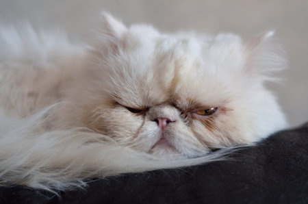 Muzzle of a white Persian cat. Portrait. Indoors. Horizontal format. Color. Photo.の写真素材