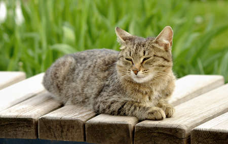 A cat on a bench outside. Animal. outdoors. horizontal format. day. color. photo.の写真素材