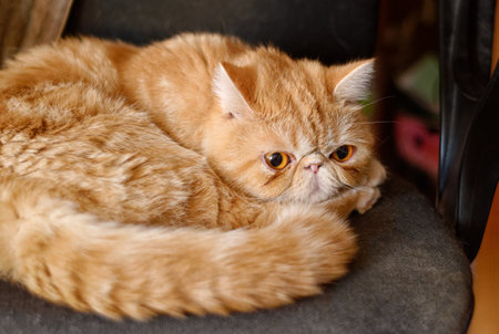 A charming red cat of an exotic breed in a room on a chair. indoors. horizontal format. color. Photo.の写真素材