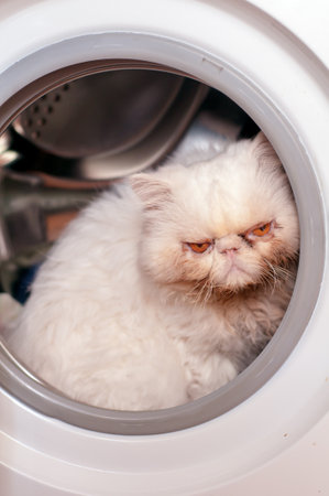 A white Persian cat is sitting in the washing machine. portrait. indoors. A series of pictures. vertical format. without people. color. Photo.の写真素材