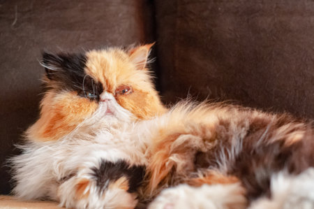 Persian cat is lying on the sofa in the room. indoors. horizontal format. without people. color. photo.の写真素材