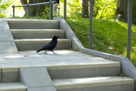 Raven for a walkの写真素材