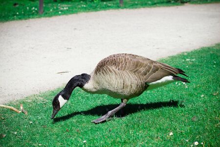 Wild goose walking in the city parkの写真素材