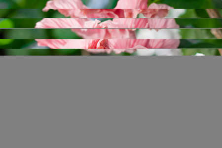 Hibiscus basking in the sunの写真素材