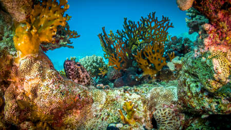 The world of Red Sea reefsの写真素材
