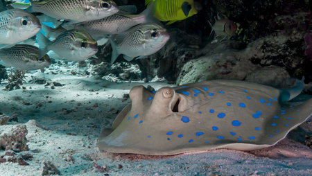 The world of Red Sea reefs